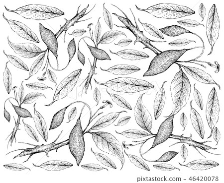 Hand Drawn Wallpaper of Iboga Fruits on White Back 46420078