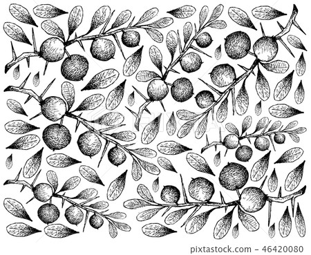 Hand Drawn Wallpaper of Kei Apple Fruits on White Hand Drawn Wallpaper of Kei Apple Fruits on White 46420080