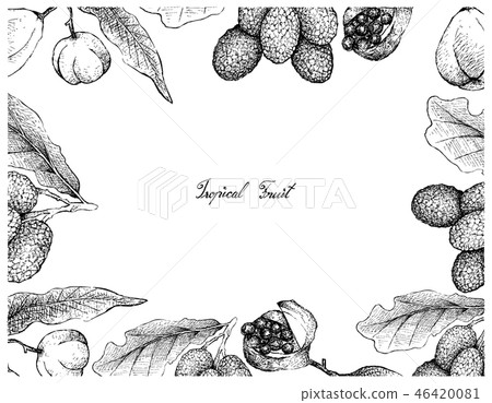 Hand Drawn of Karo and Korlan Fruits on White Back 46420081