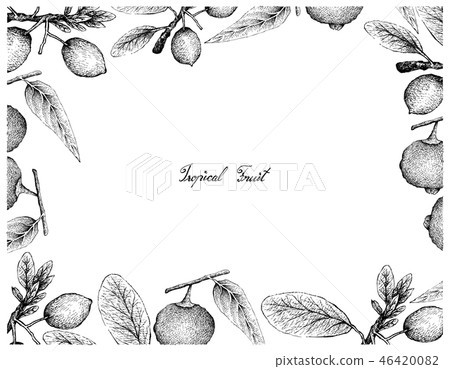 Hand Drawn Frame of Guabiraba and Imbe Fruits Hand Drawn Frame of Guabiraba and Imbe Fruits 46420082