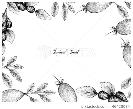 Hand Drawn Frame of Jujube or Lang Fruits 46420084