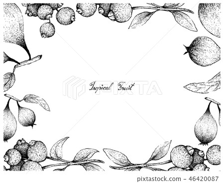 Hand Drawn Frame of Humbug Pears and Guabiju Fruit 46420087
