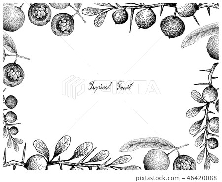Hand Drawn Frame of Hydnocarpus Anthelminthicus an Hand Drawn Frame of Hydnocarpus Anthelminthicus an 46420088