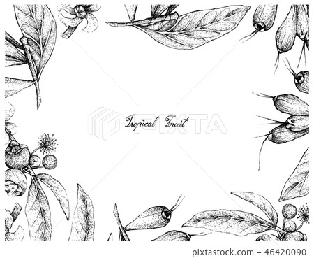 Hand Drawn Frame of Tropical Fruits Background Hand Drawn Frame of Tropical Fruits Background 46420090