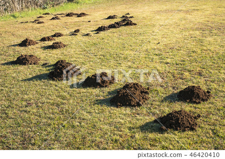 Mole mound on the grass Mole mound on the grass 46420410