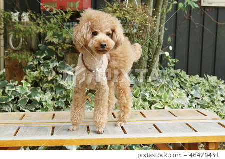 toy poodle  46420451