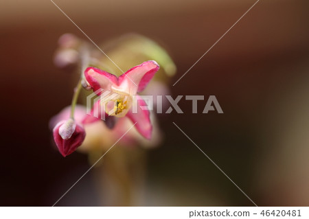 淡水韭菜 淡水韭菜 46420481