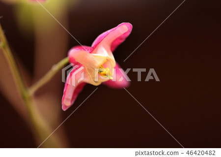 淡水韭菜 淡水韭菜 46420482