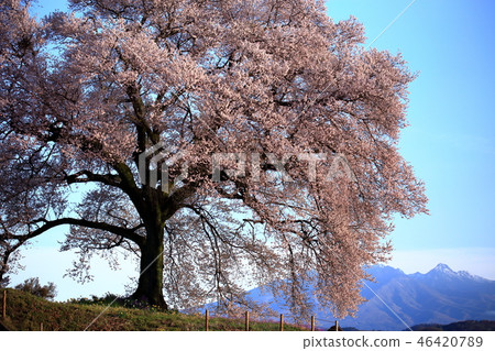 Japanese landscape Spring Cherry blossoms Japanese landscape Spring Cherry blossoms 46420789