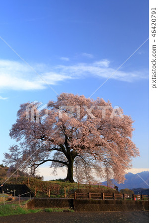 Japanese landscape Spring Cherry blossoms Japanese landscape Spring Cherry blossoms 46420791