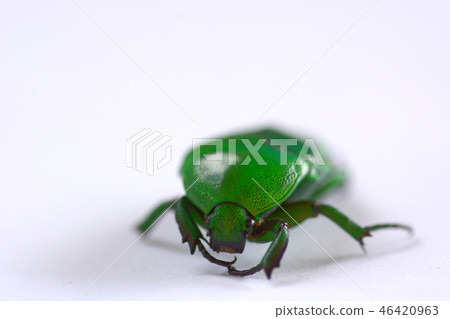 Anomala grandis isolated on white background Anomala grandis isolated on white background 46420963
