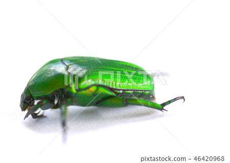 Anomala grandis isolated on white background Anomala grandis isolated on white background 46420968