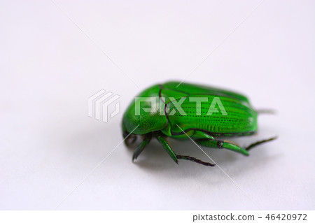 Anomala grandis isolated on white background Anomala grandis isolated on white background 46420972