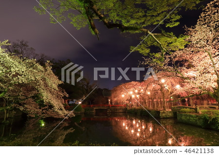 Japanese landscape Spring Night Sakura Mishima Taisha 46421138