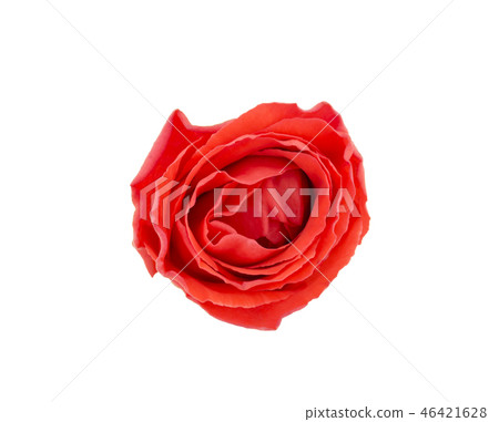 red rose isolated on white background red rose isolated on white background 46421628