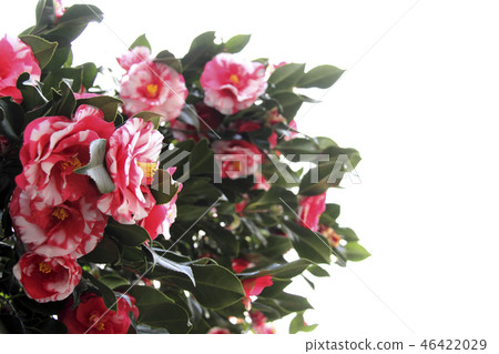 茶花 茶花 46422029