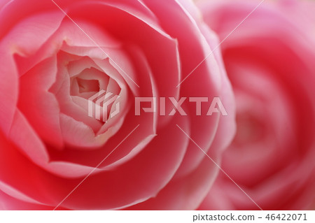 Camellia 46422071