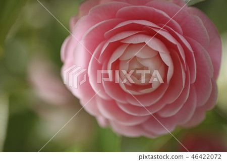 Camellia 46422072