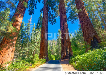 Forest of ancient sequoias Yosemeti National Park. Forest of ancient sequoias Yosemeti National Park. 46422166