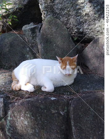 cat, pussy, blissful 46422258