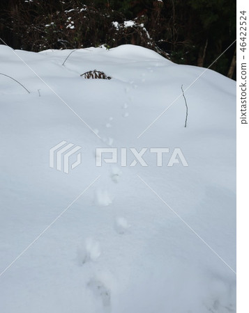 動物足跡雪景 46422524