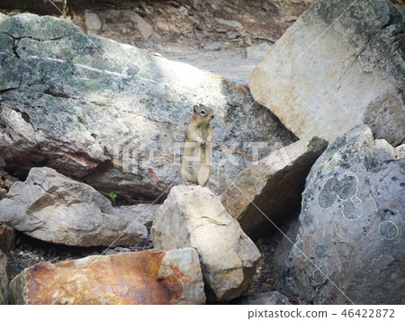 Cute little squirrel standing on the rock 46422872