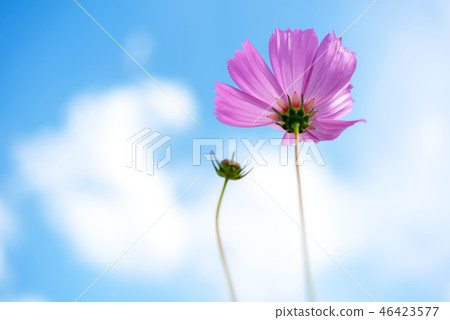 Pink Flowers Cosmos in the meadow, Pink Flowers Cosmos in the meadow, 46423577