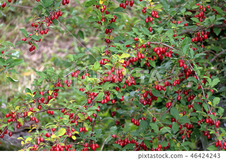 驚訝軟糖 驚訝軟糖 46424243