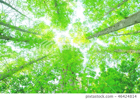 初夏新綠色圖像 初夏新綠色圖像 46424814