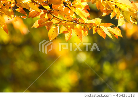 Autumn colors 46425118