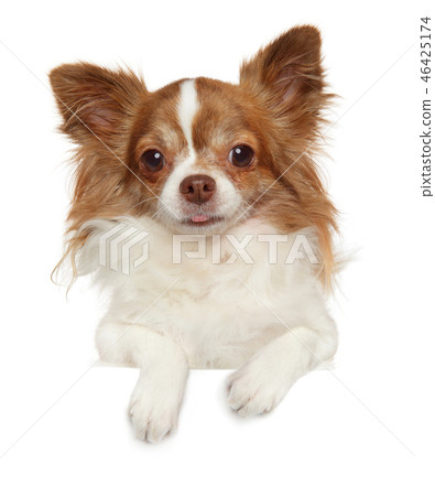 Longhaired Chihuahua dog above banner 46425174
