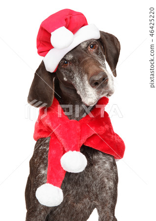 German Shorthaired Pointer in Santa red hat 46425220