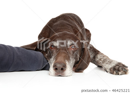 Sad German Shorthaired Pointer laying down 46425221