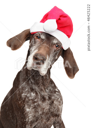German Short-haired Pointer in Santa red hat 46425222