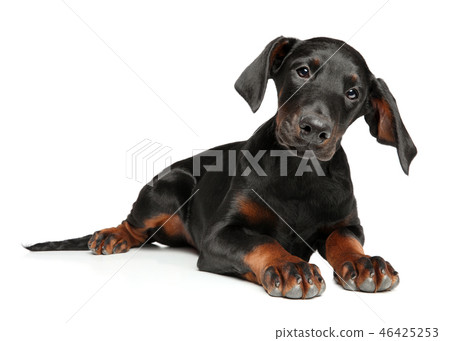 Portrait of a surprised young Doberman puppy 46425253
