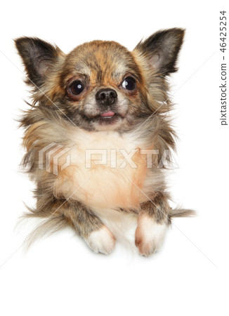 Cute longhaired chihuahua dog posing above banner, Cute longhaired chihuahua dog posing above banner, 46425254
