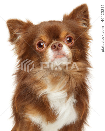 Close-up of longhaired Chihuahua dog 46425255