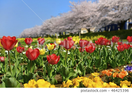櫻花樹和郁金香行在前Arakawa通行證 46425396