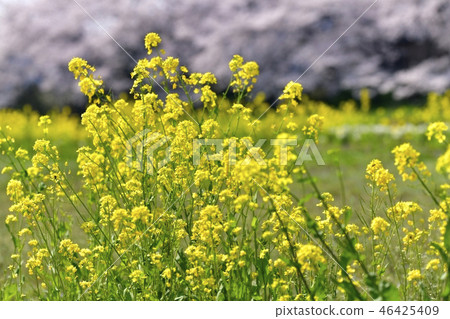 Original Arakawa Aoi rape blossoms and cherry blossom trees 46425409