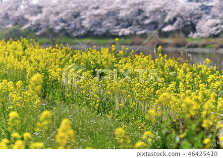 原始的Arakawa Aoi油菜花和櫻花樹 46425410