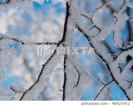 Branch of the tree covered with hoarfrost 46425452