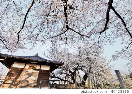 Shizukuzakura of Ishido Shizukuzakura of Ishido 46425516