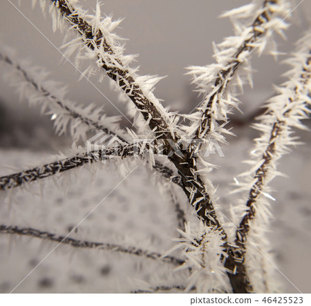 Hoarfrost on tree branches 46425523