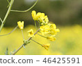 Close to rape blossoms 46425591
