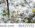 Cherry blossoms 1 46425592