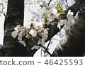 Cherry blossoms 2 46425593