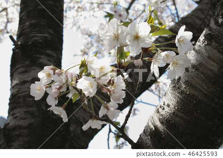 Cherry blossoms 2 Cherry blossoms 2 46425593