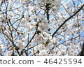 Cherry blossoms 3 46425594