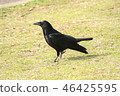 Crow side view 46425595
