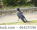 Crow back view 46425596